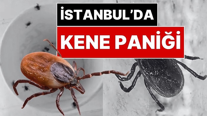 İstanbul'da Kene Paniği: Mahalleli Elinde Cımbızla Kene Avlıyor!