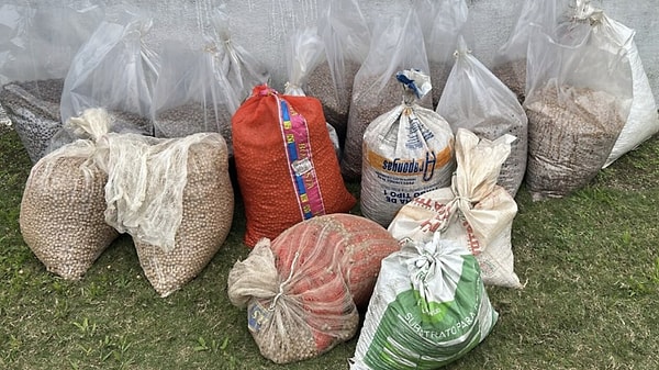 Ancak bitkinin trajik bir özelliği var: Gurme mutfağında çok popüler olan lezzetli palmiye kalbi, ağacın tek bir gövdesinden elde ediliyor ve bu özüt alındığında bitki kuruyarak ölüyor.