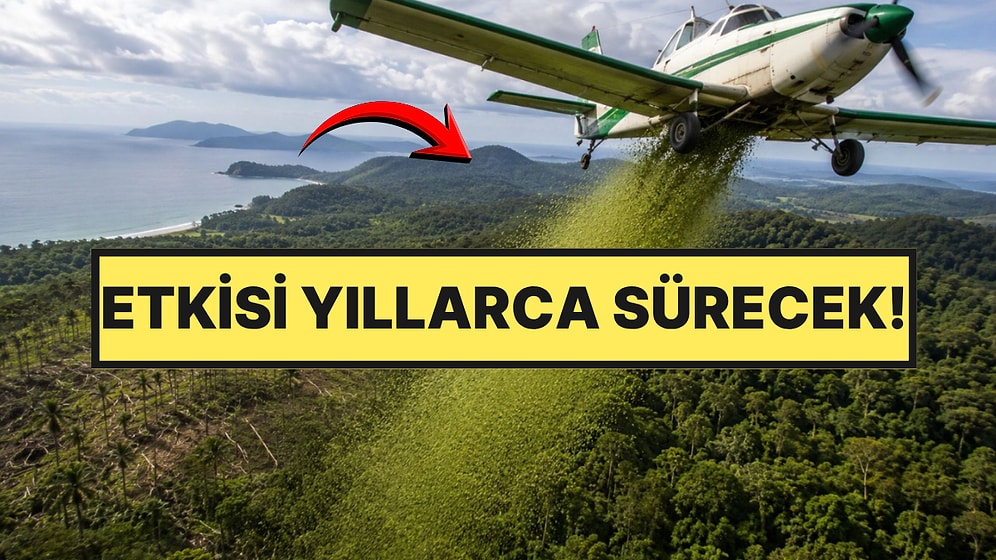 Helikopterle Gökyüzünden 700 Bin Tane Yağdırdılar: Bölgenin Kaderini Değiştirecek