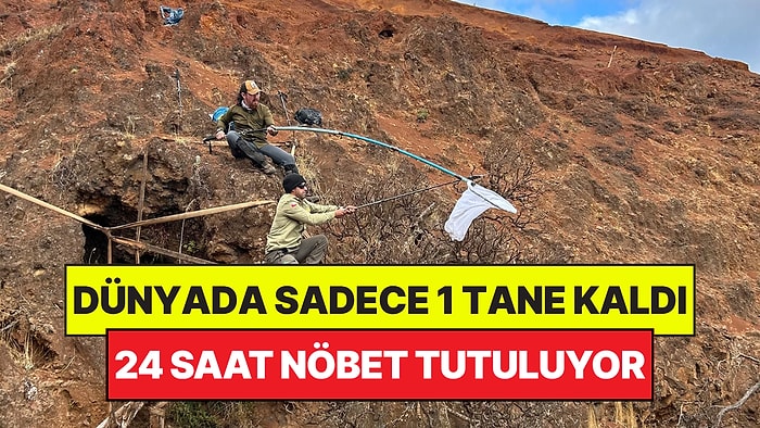 Koca Dünyada Sadece 1 Tane Kaldı: Devlet Sırrı Gibi Saklanıyor, 24 Saat Nöbet Tutuluyor
