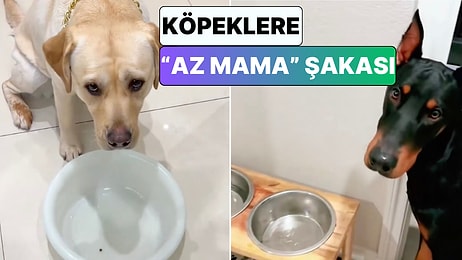 Şaka Hiçbirinin Hoşuna Gitmedi: Köpeklerin Az Mama Karşısında Verdikleri Eğlenceli Tepkiler