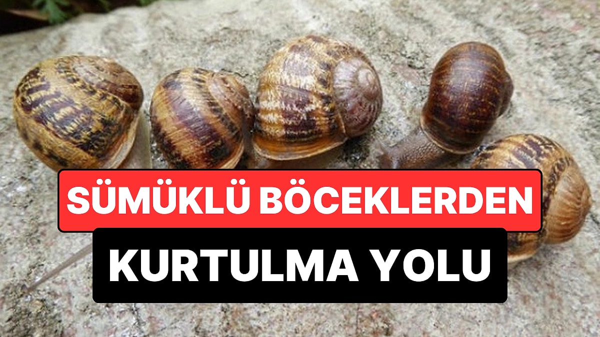 Bahçelerin Baş Belası Sümüklü Böceklere Karşı Doğal Çözüm