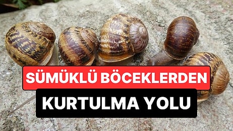 Bahçelerin Baş Belası Sümüklü Böceklere Karşı Doğal Çözüm