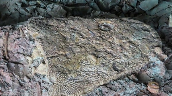 ABD’nin Wyoming eyaletinde yürütülen saha çalışmaları sırasında, lise öğrencilerinin katıldığı bir paleontoloji programında dikkat çekici bir keşfe imza atıldı.