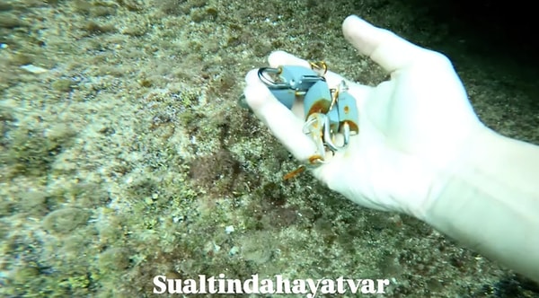 Su kalitesini ve biyoçeşitliliği doğrudan tehdit eden bu kimyasal ve evsel atıklar, çevre kirliliğinin suyun altında da ne boyutta bir savaşa dönüştüğünü açıkça kanıtlıyor.
