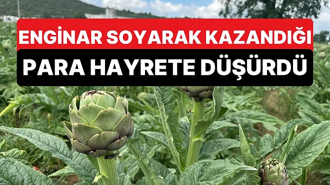 İlginç Meslekle Kazandığı Para Şaşırttı: Enginar Soyarak Ayda 240 Bin TL Kazanıyor