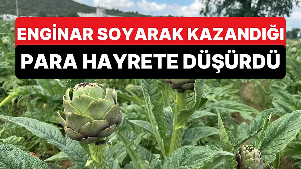 İlginç Meslekle Kazandığı Para Şaşırttı: Enginar Soyarak Ayda 240 Bin TL Kazanıyor