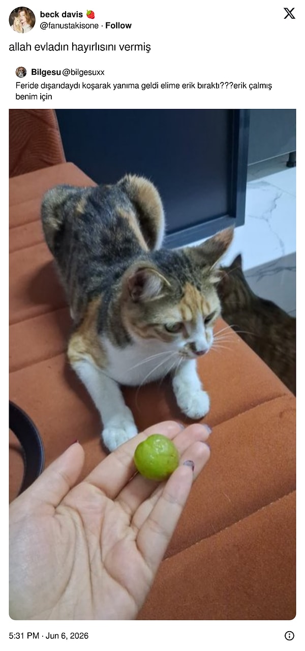 Fare ya da muz kabuğu getiren kedilerin yanında sen ❤️