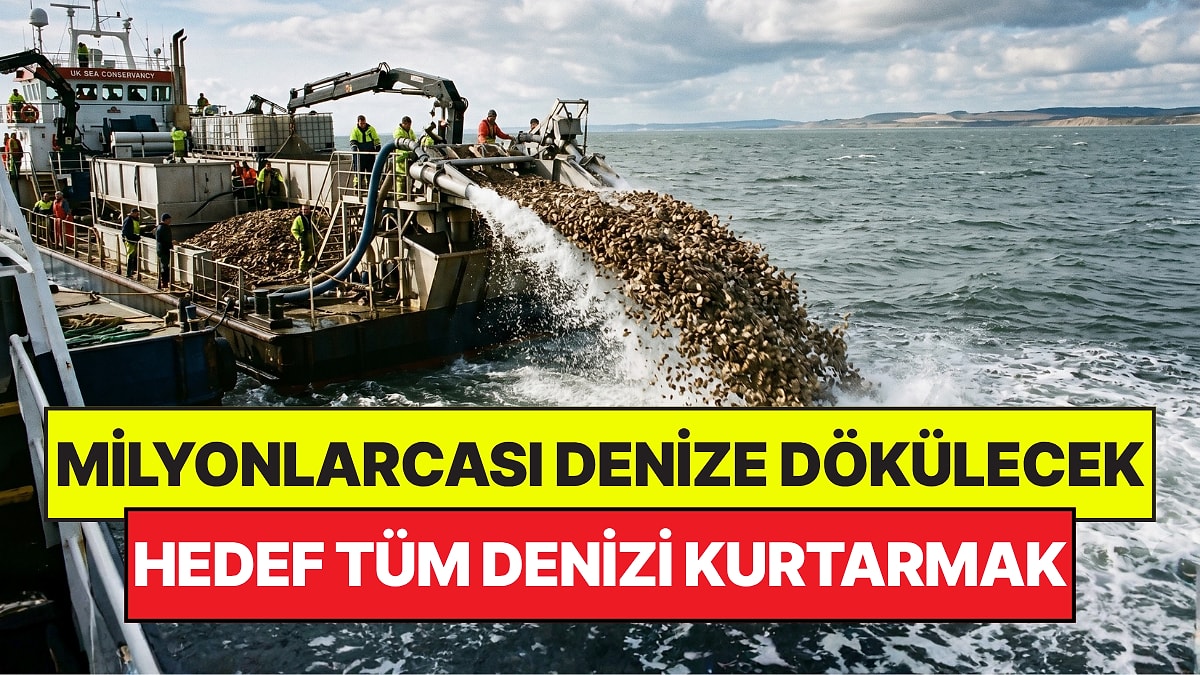 Denizi Kurtarmak İçin Suya 15 Milyon İstiridye Bırakacaklar: