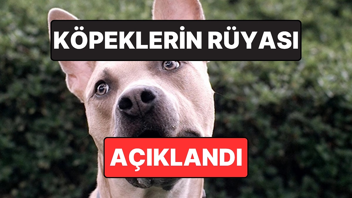 Harvard’lı Psikolog Açıkladı: Köpekler Rüyalarında