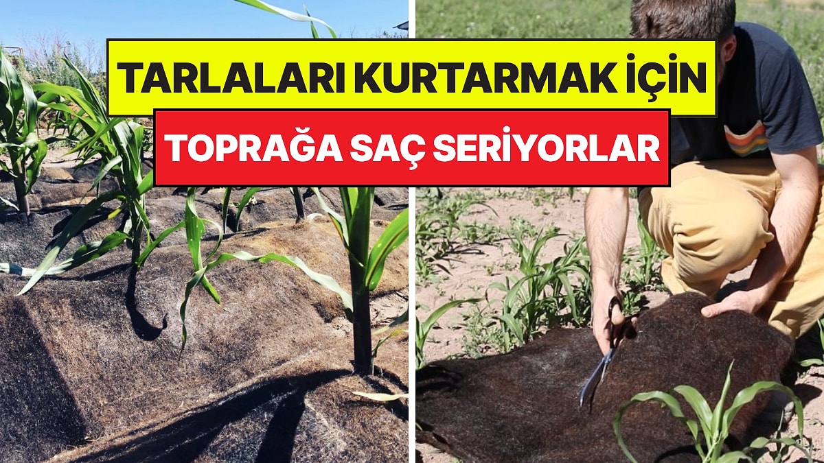 Tarlalarını Kurtarmak İçin Toprağa İnsan Saçlarını