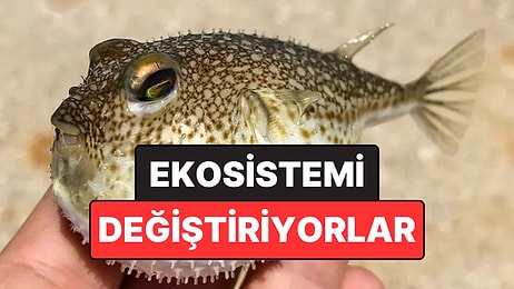 Balon Balığı Akdeniz’de Kalıcı Hale Geldi: İstilacı Türler Ekosistemi Değiştiriyor
