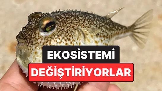 Balon Balığı Akdeniz’de Kalıcı Hale Geldi: İstilacı Türler Ekosistemi Değiştiriyor