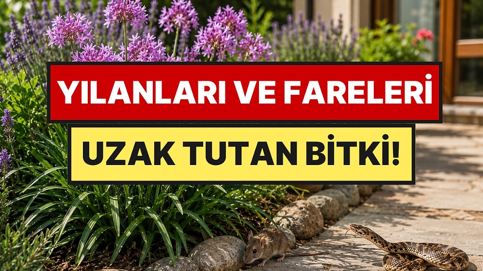 Bahçenize Bir Tane Dikin: Yılanlar ve Fareler Evinizin Yolunu Unutacak