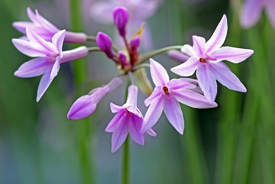 Plant This in Your Garden and Snakes and Mice Will Never Come Close
