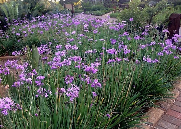One of the key features that make this plant so popular for home cultivation is its near absence of maintenance requirements.