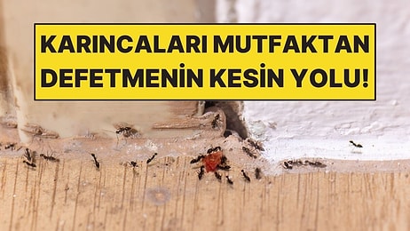 Mutfaktaki Karıncaları Kimyasal Kullanmadan Uzak Tutmanın Yolu