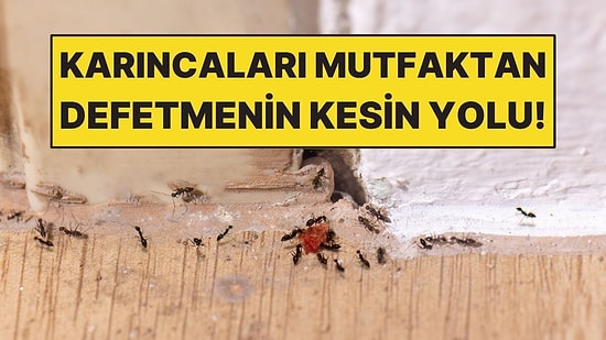 Mutfaktaki Karıncaları Kimyasal Kullanmadan Uzak Tutmanın Yolu