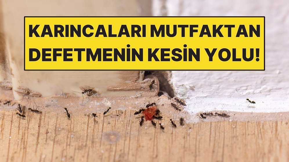 Mutfaktaki Karıncaları Kimyasal Kullanmadan Uzak Tutmanın Yolu