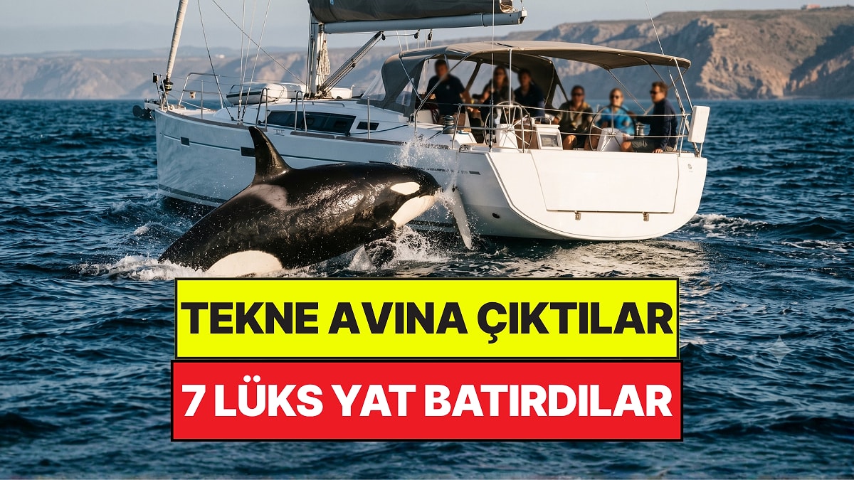 Katil Balinalar Tekne Avına Çıktı: 7 Lüks Yat Batırdılar, Diğer Balinaları da Eğitiyorlar
