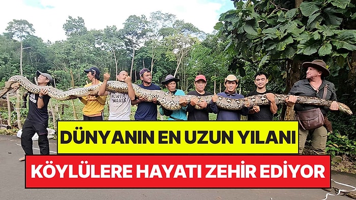 7 Metreyi Aşan Boyuyla Dünyanın En Uzun Yılanı Köylülerin Hayatını Zehir Etti