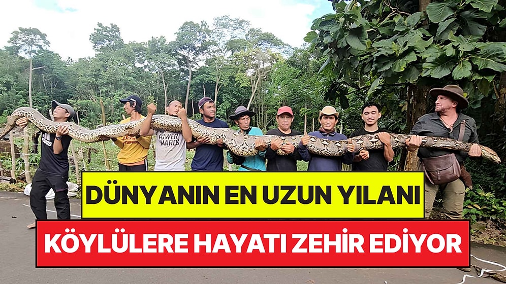 7 Metreyi Aşan Boyuyla Dünyanın En Uzun Yılanı Köylülerin Hayatını Zehir Etti