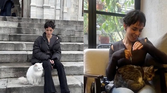 Cat Paradise: Tourist Shares the Heartwarming Daily Life of Stray Cats in Turkey