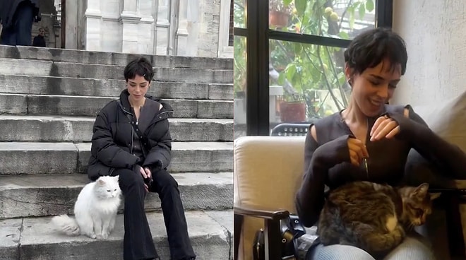 Cat Paradise: Tourist Shares the Heartwarming Daily Life of Stray Cats in Turkey