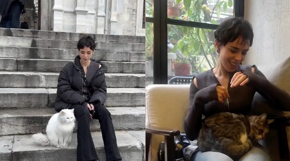 Cat Paradise: Tourist Shares the Heartwarming Daily Life of Stray Cats in Turkey