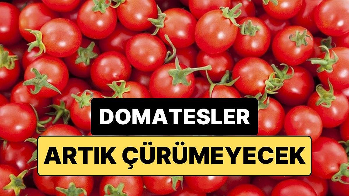 Domateslerin Daha Uzun Süre Taze Kalmasının Sırrı Mutfaktaki O Noktada Gizli