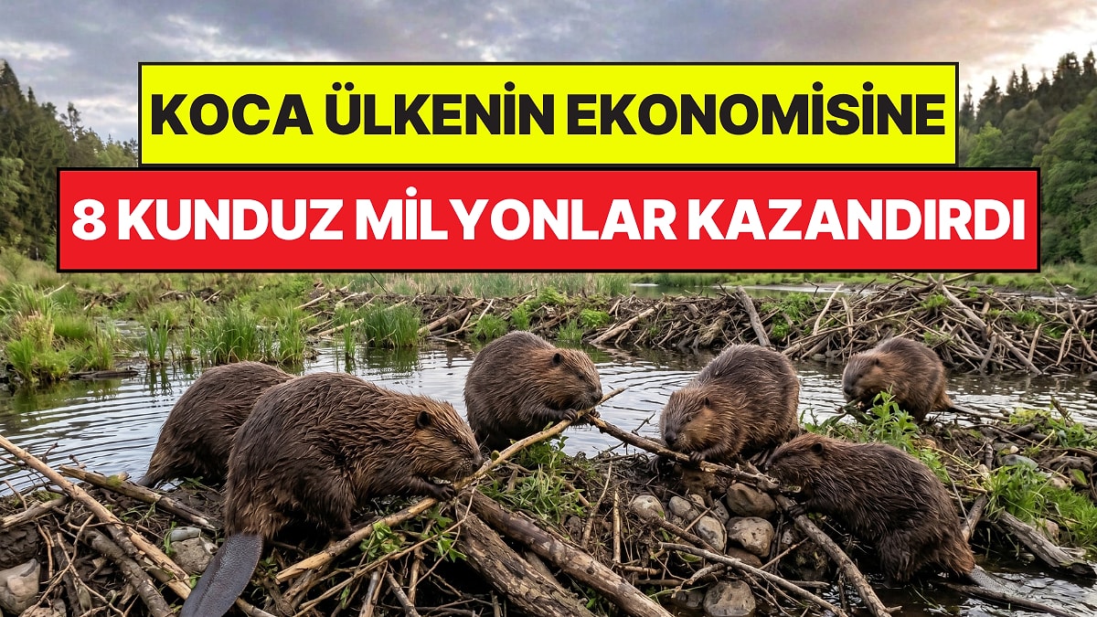 Koca Ülkeye 8 Tane Kunduz Milyonlar Kazandırdı: Dev Projeyi Hayvanlar Tamamladı