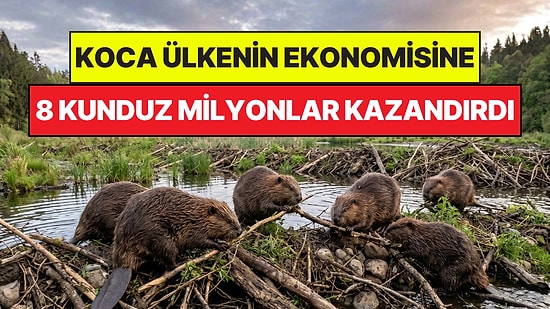 Koca Ülkeye 8 Tane Kunduz Milyonlar Kazandırdı: Dev Projeyi Hayvanlar Tamamladı