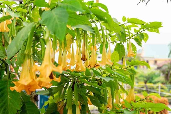 Melek Trompeti (Brugmansia candida); beyaz, sarı, turuncu, kırmızı ve pembe renkli çiçekleriyle bahçelerde masum bir süs bitkisi olarak boy gösteriyor.