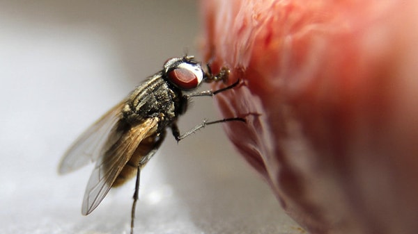 Kuzey Carolina Eyalet Üniversitesi'nden entomoloji (böcek bilimi) profesörü Mike Stringham, bu konuda 13 haftalık ciddi bir saha deneyi gerçekleştirdi.