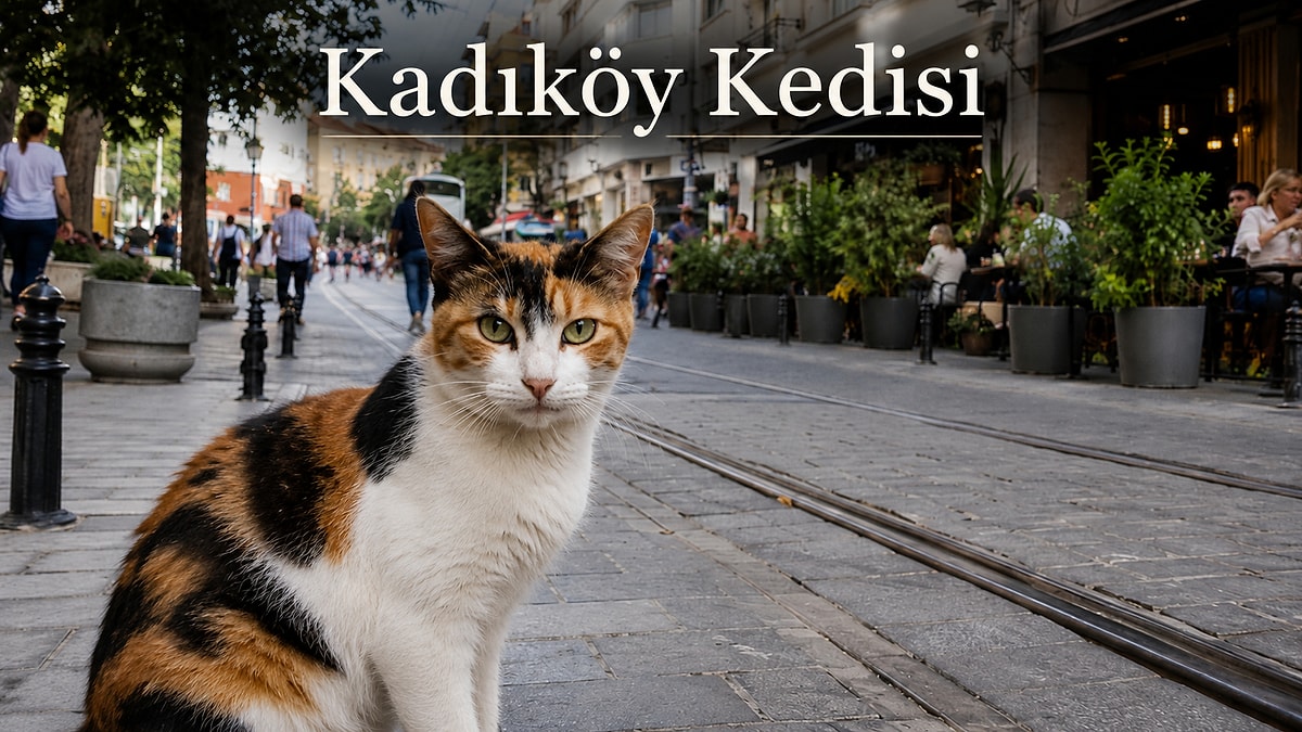 İstanbul Kedi Rehberi: İstanbul’da Semtlere Göre Nasıl Kedilerle Karşılaşırsınız?