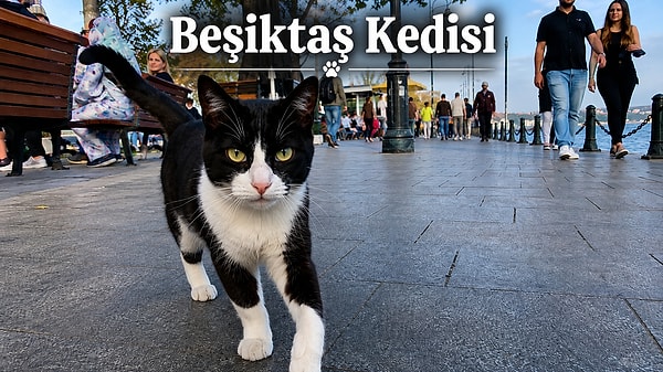 3. Beşiktaş kedileri: Mahallenin gerçek abisi