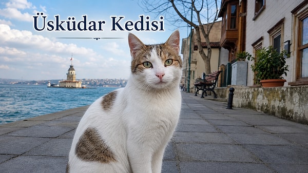 7. Üsküdar kedileri: Ağırbaşlı ama kalbi yumuşak