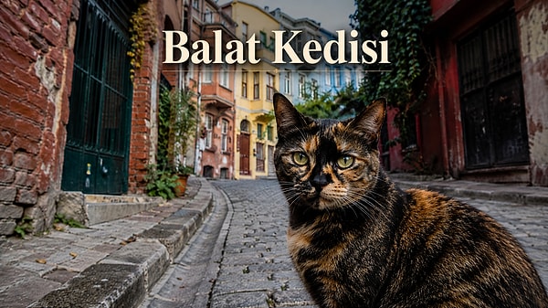 8. Balat kedileri: Mahalle hafızası olan tipler