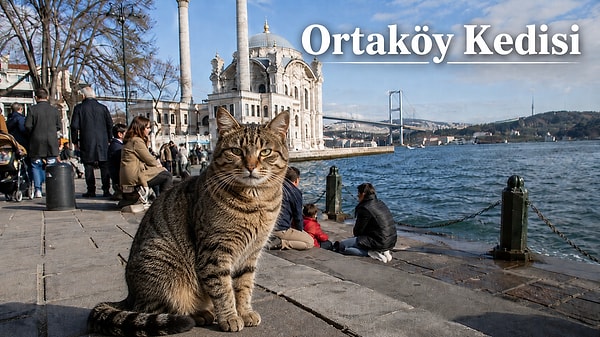 10. Ortaköy kedileri: Kalabalık içinde kendi alanını kuranlar
