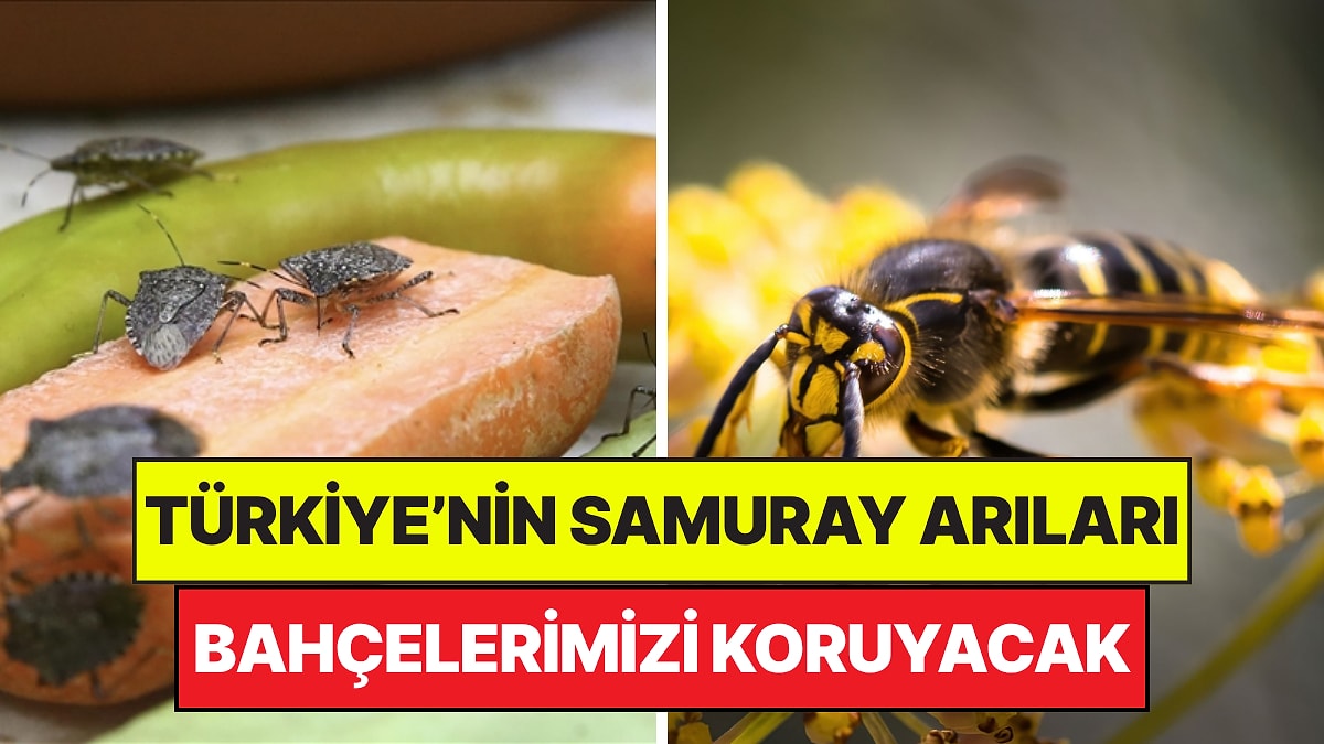 Türkiye'nin Özel Samuray Arıları 5 İlde Doğaya Bırakılacak: Bahçelerimizi Koruyacaklar!