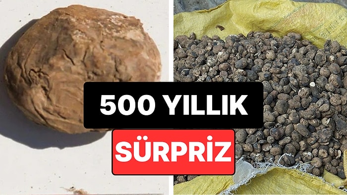 Küpün İçinden Çıkan 500 Yıllık Sürpriz: Yan Yana Duran İki Antik Patates Bulundu