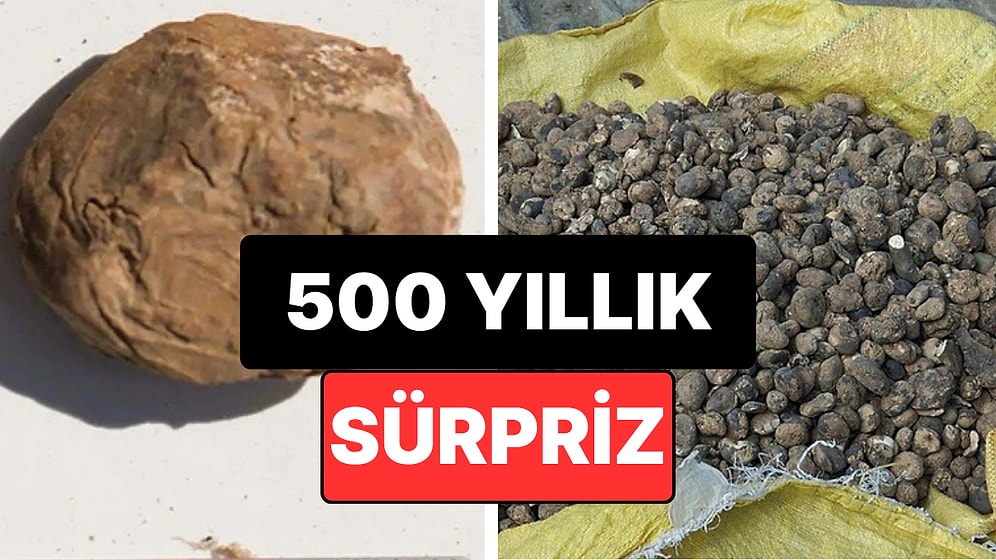 Küpün İçinden Çıkan 500 Yıllık Sürpriz: Yan Yana Duran İki Antik Patates Bulundu