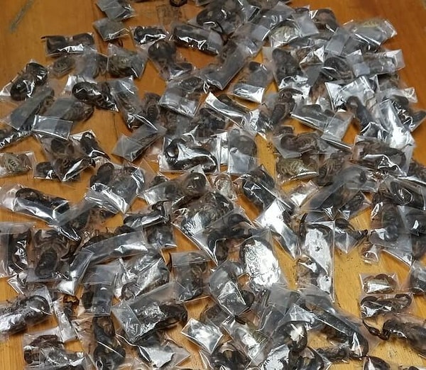 Ele geçirilen canlı akreplerin plastik poşetler içinde taşındığı görüldü