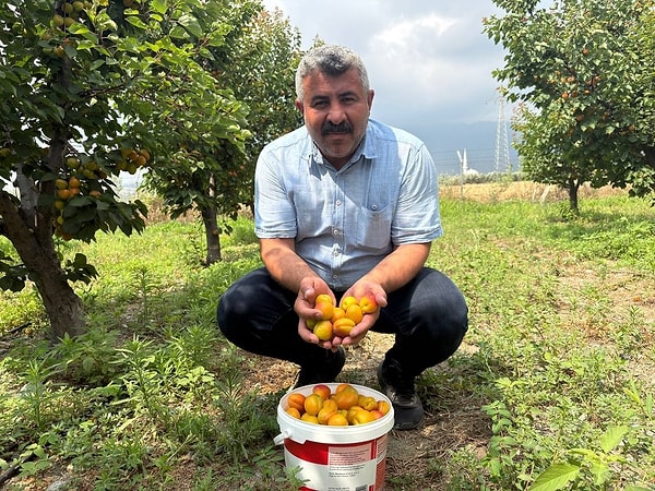 Doğru Bakım ve Uygun İklim Şartları Meyve Rekoltesini En Üst Seviyeye Çıkardı