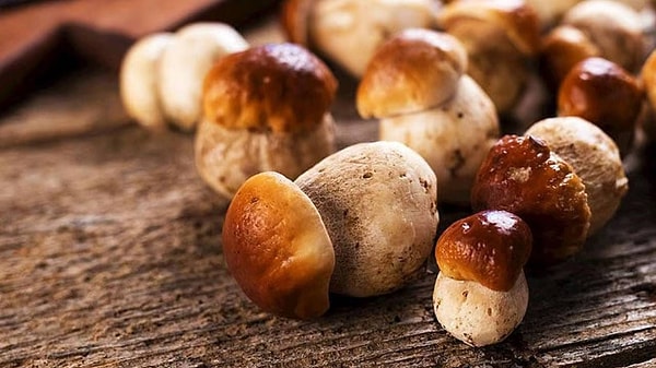 Gastronomi dünyasında son dönemde dikkat çeken ağsı boletus mantarı, yüksek piyasa değeri ve kontrollü üretime uygun yapısıyla öne çıkıyor.