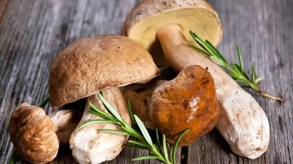 Geçmişte yalnızca ormanlık alanlarda ve belirli dönemlerde toplanabilen mantar türleri arasında bulunan ağsı boletus, günümüzde özel üretim teknikleri sayesinde kontrollü ortamlarda da yetiştirilebiliyor.