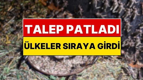 Türkiye Böcek Üretiyor: Ülkeler Almak İçin Sıraya Girdi