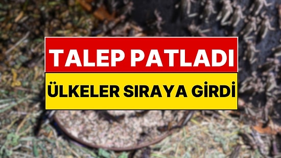 Türkiye Böcek Üretiyor: Ülkeler Almak İçin Sıraya Girdi