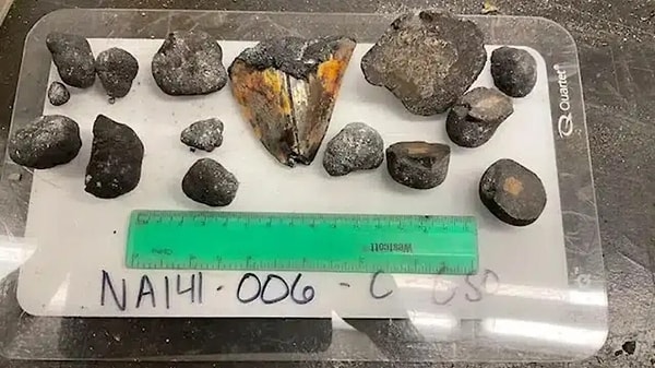 Megalodonun açık okyanuslarda da dolaştığını gösterebilir