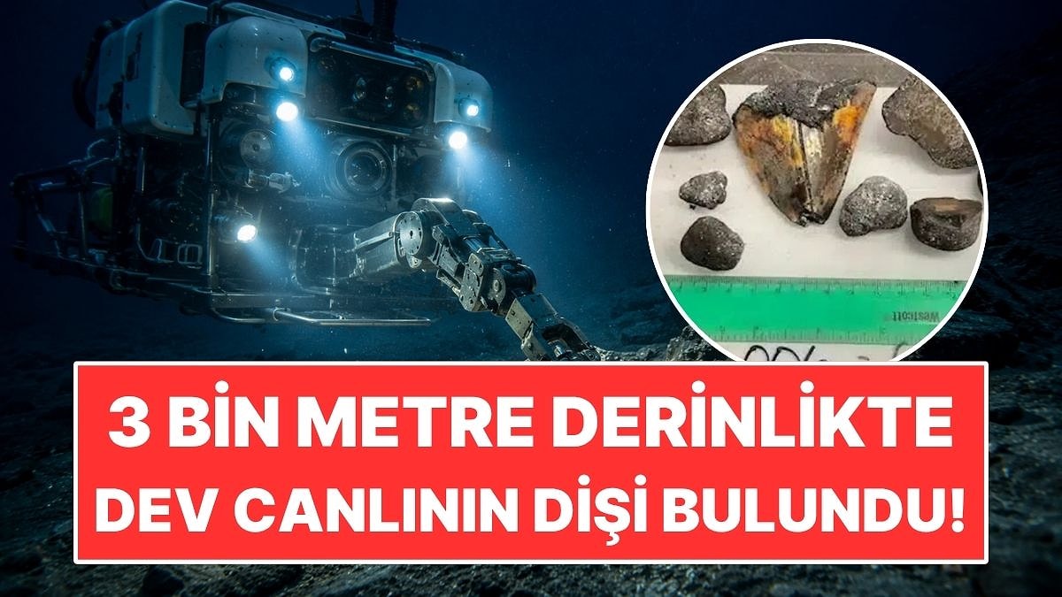Okyanusun 3 Bin Metre Derininde Dev Canlının Milyonlarca Yıllık Dişi Bulundu